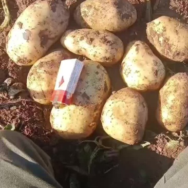 黄心土豆