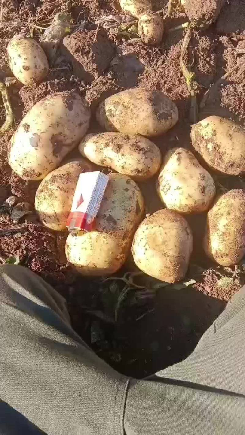 黄心土豆