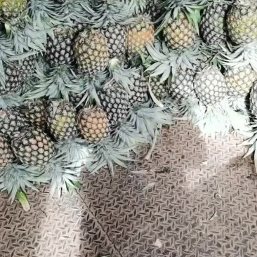 风梨