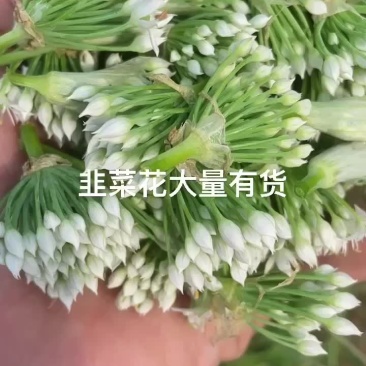 韭菜花