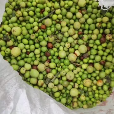酸枣