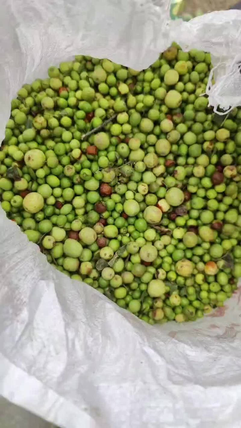 酸枣