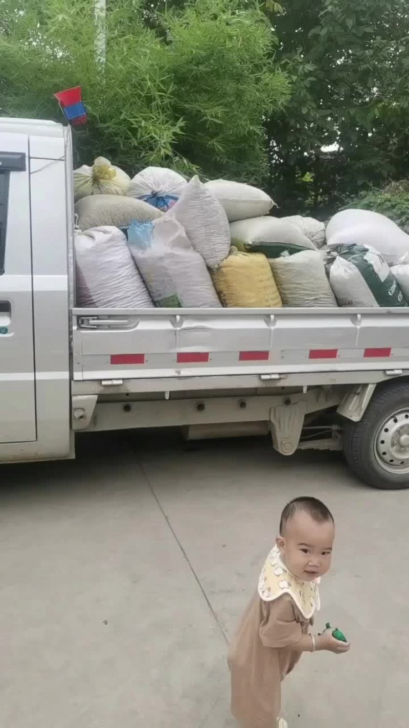 酸枣