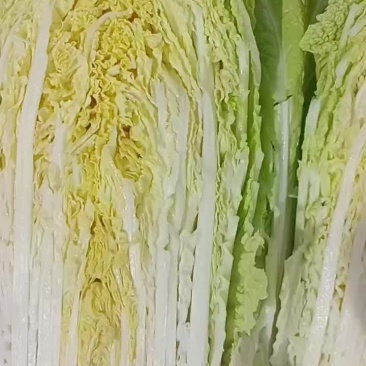 吉林农安黄蕊白菜，大量上市欢迎各位老板合作共赢