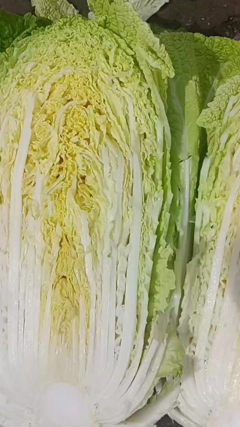 吉林农安黄蕊白菜，大量上市欢迎各位老板合作共赢