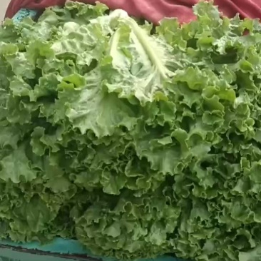 常年供应各种蔬菜需要联系