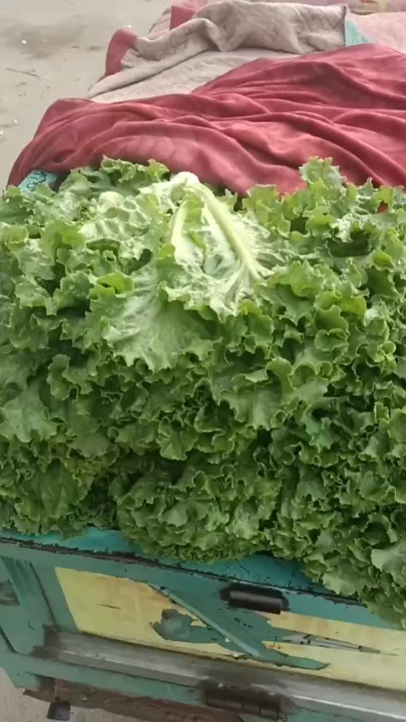 常年供应各种蔬菜需要联系