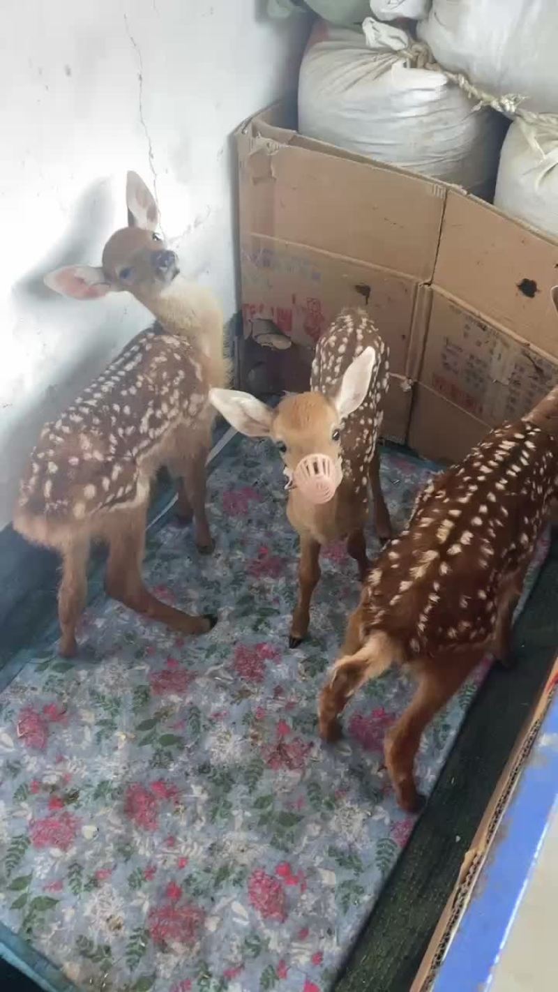 亲人小鹿成年种梅花鹿不怕人适合各地养殖梅花鹿幼崽
