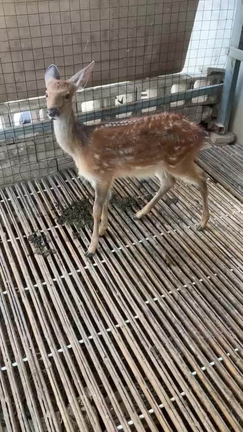 亲人小鹿成年种梅花鹿不怕人适合各地养殖梅花鹿幼崽