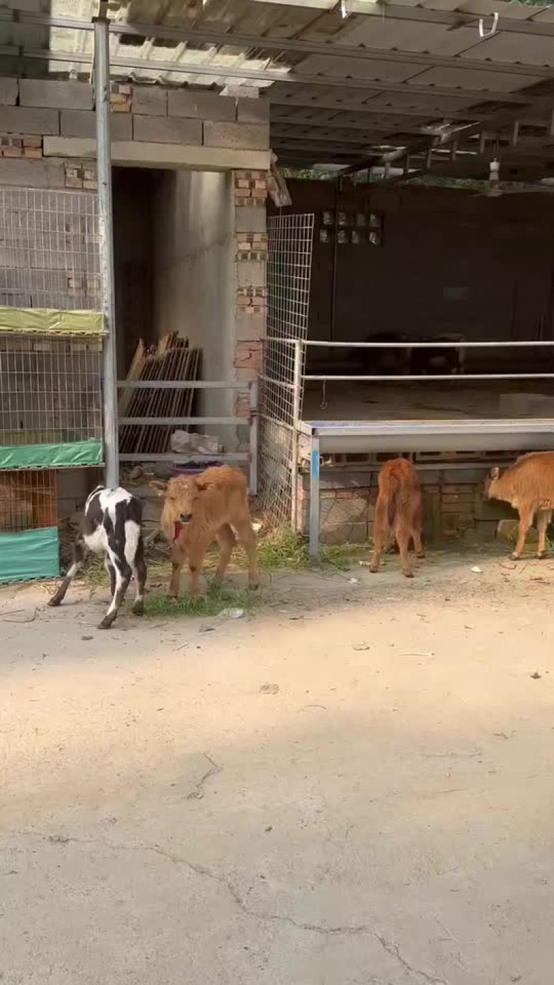 亲人小鹿成年种梅花鹿不怕人适合各地养殖梅花鹿幼崽