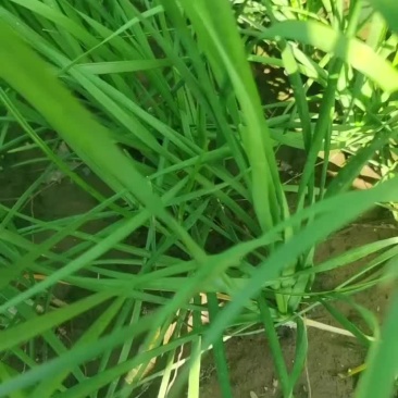 精品头茬大量上市，代发全国，欢迎老板致电。食品厂大量有货