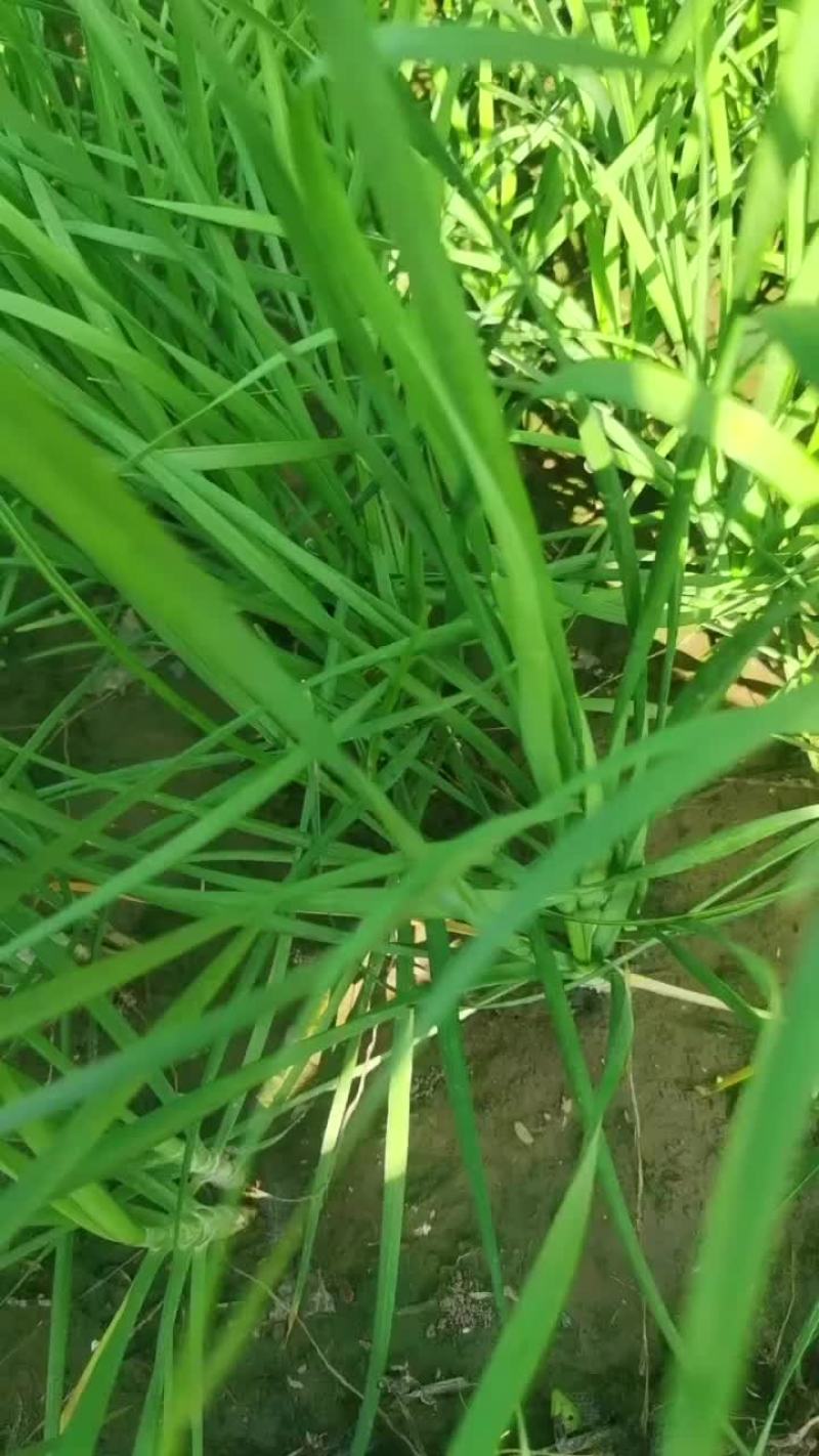 精品头茬大量上市，代发全国，欢迎老板致电。食品厂大量有货