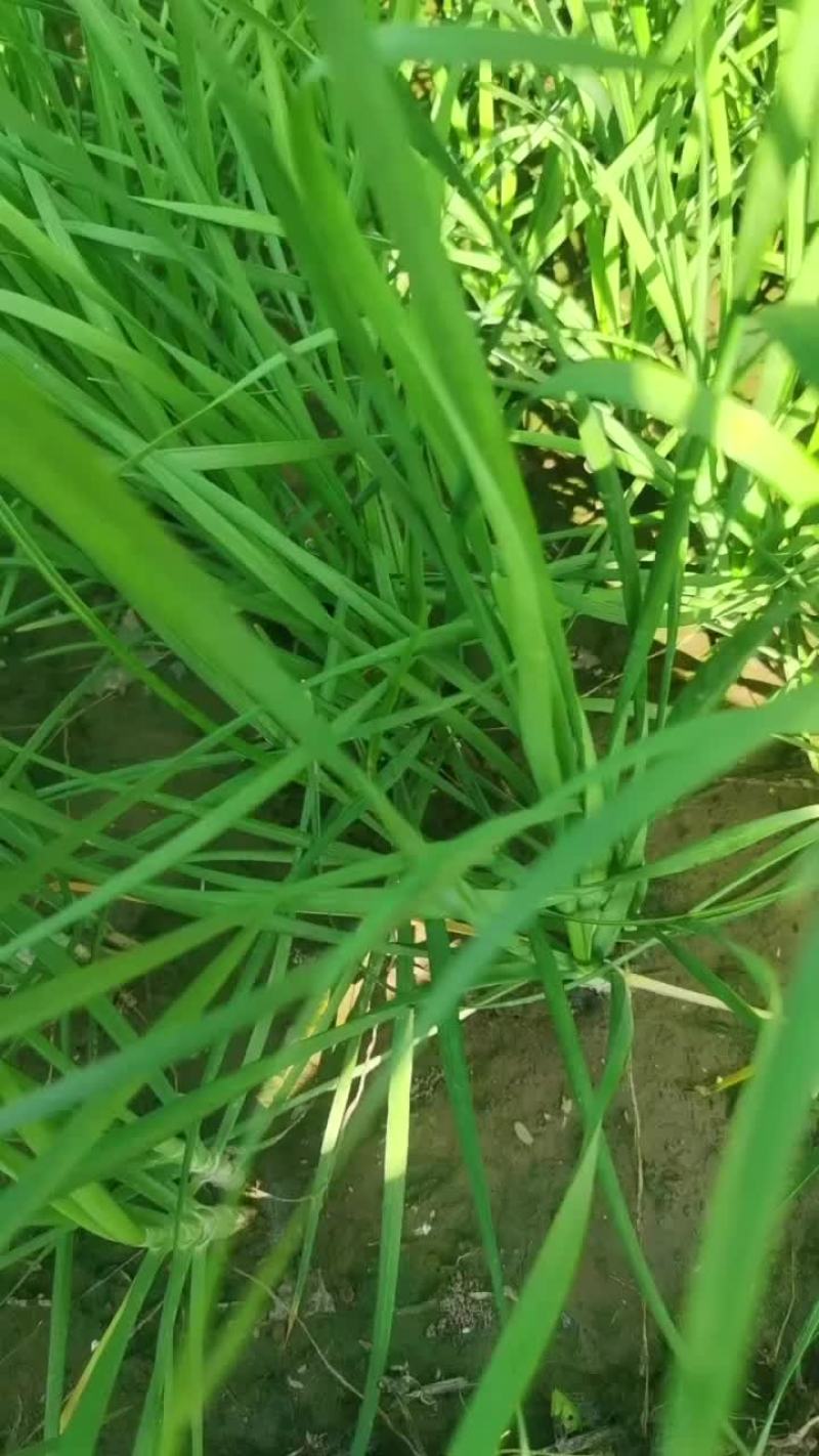 精品头茬大量上市，代发全国，欢迎老板致电。食品厂大量有货