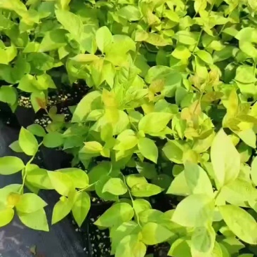 L25蓝莓苗