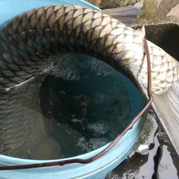 淡水鱼