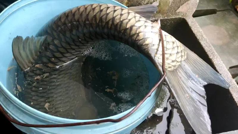 淡水鱼