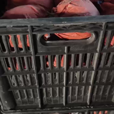 皇冠梨