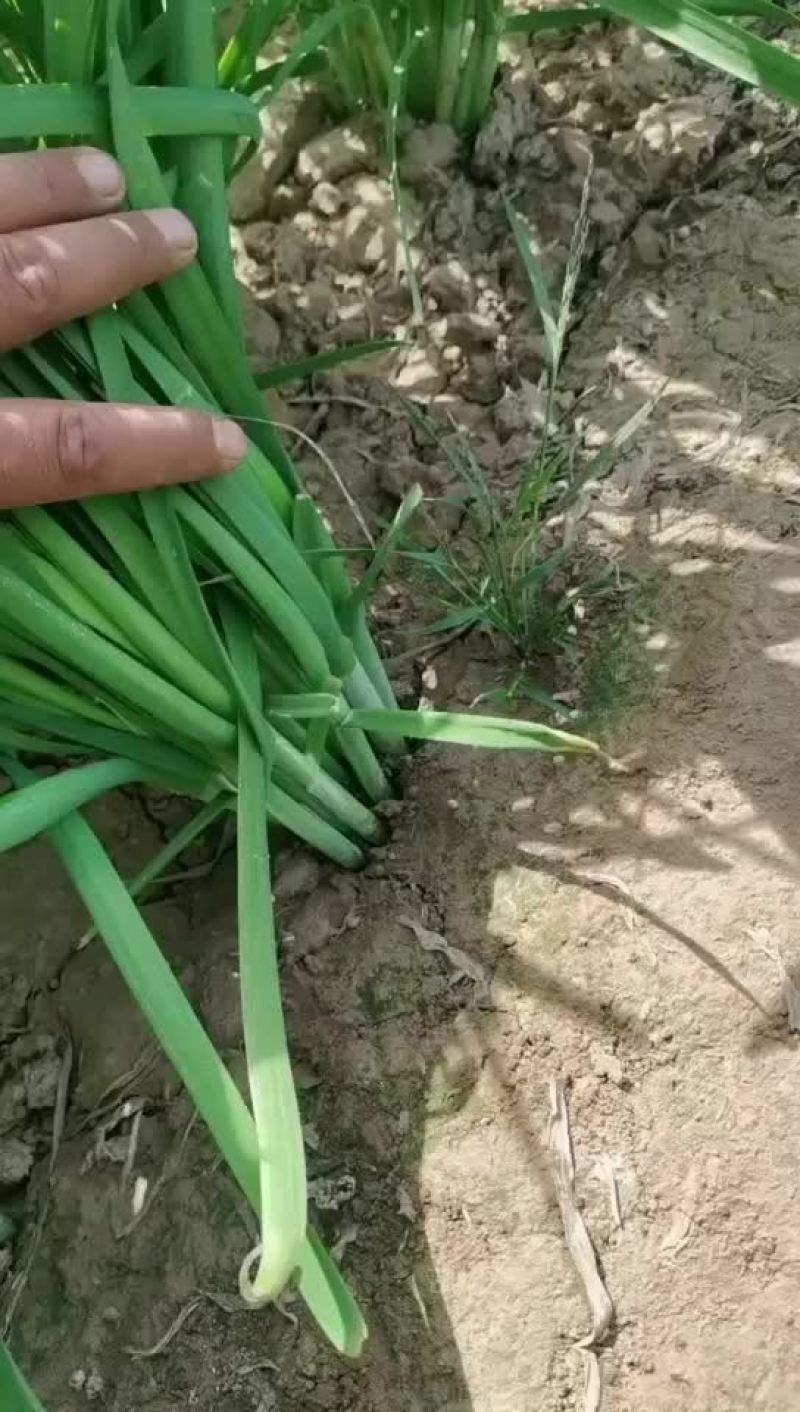 精品韭菜