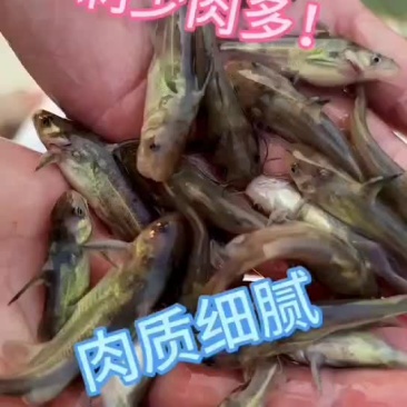 黄辡丁苗好养易活市场价格高