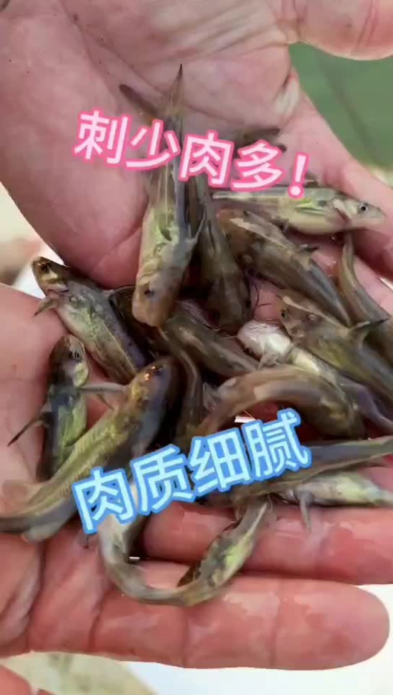 黄辡丁苗好养易活市场价格高