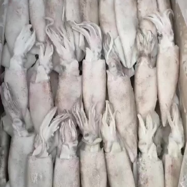 鱿鱼，笔管，品质保证，价格便宜，货源充足，欢迎咨询