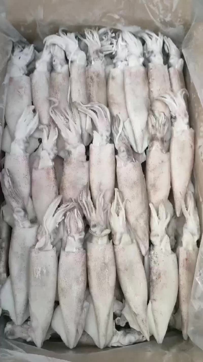 鱿鱼，笔管，品质保证，价格便宜，货源充足，欢迎咨询