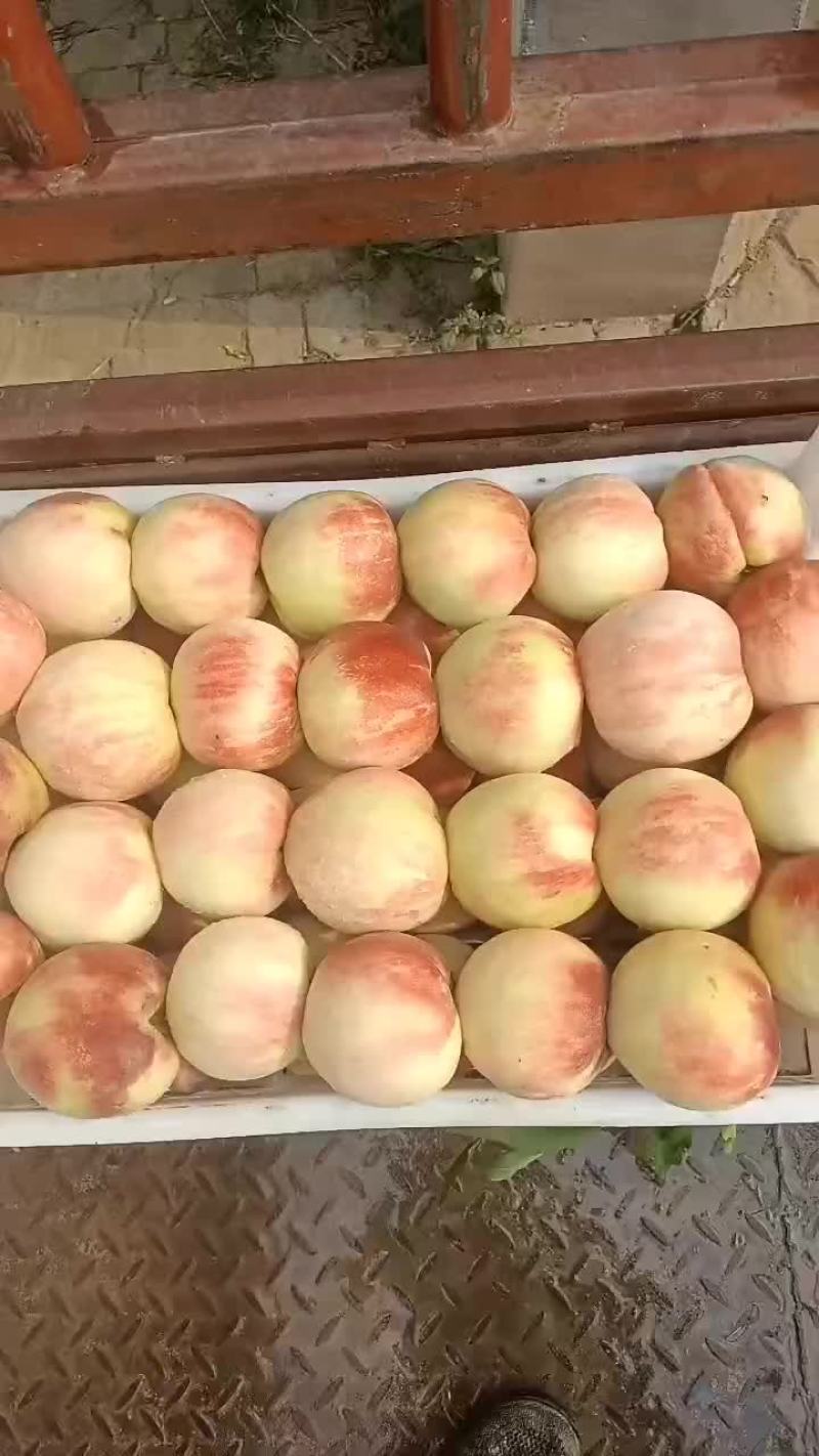 千亩桃园基地永连蜜桃大量上市中有需要联系我哦，秋丽桃离核