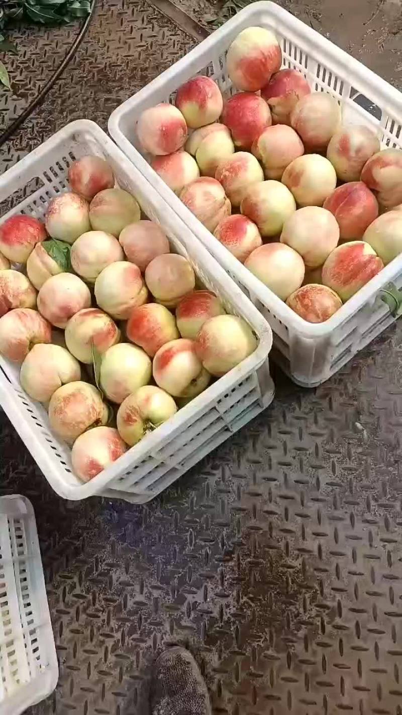 千亩桃园基地永连蜜桃大量上市中有需要联系我哦，秋丽桃离核