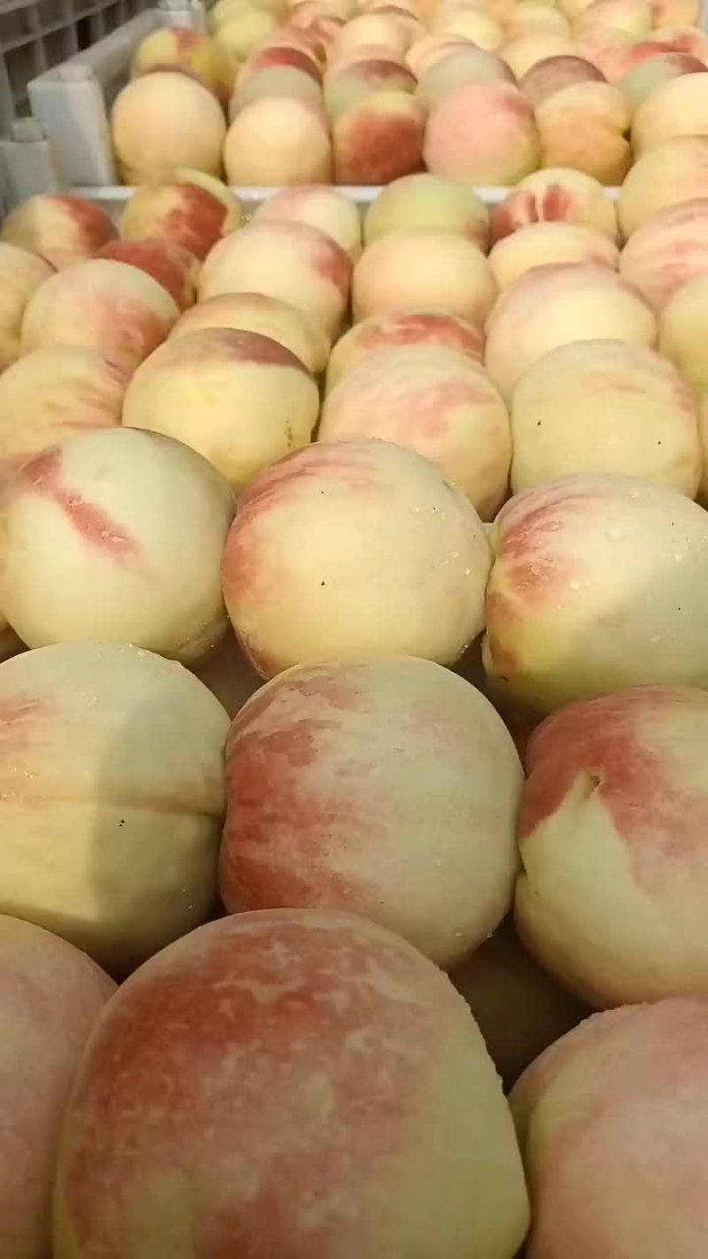 千亩桃园基地永连蜜桃大量上市中有需要联系我哦，秋丽桃离核
