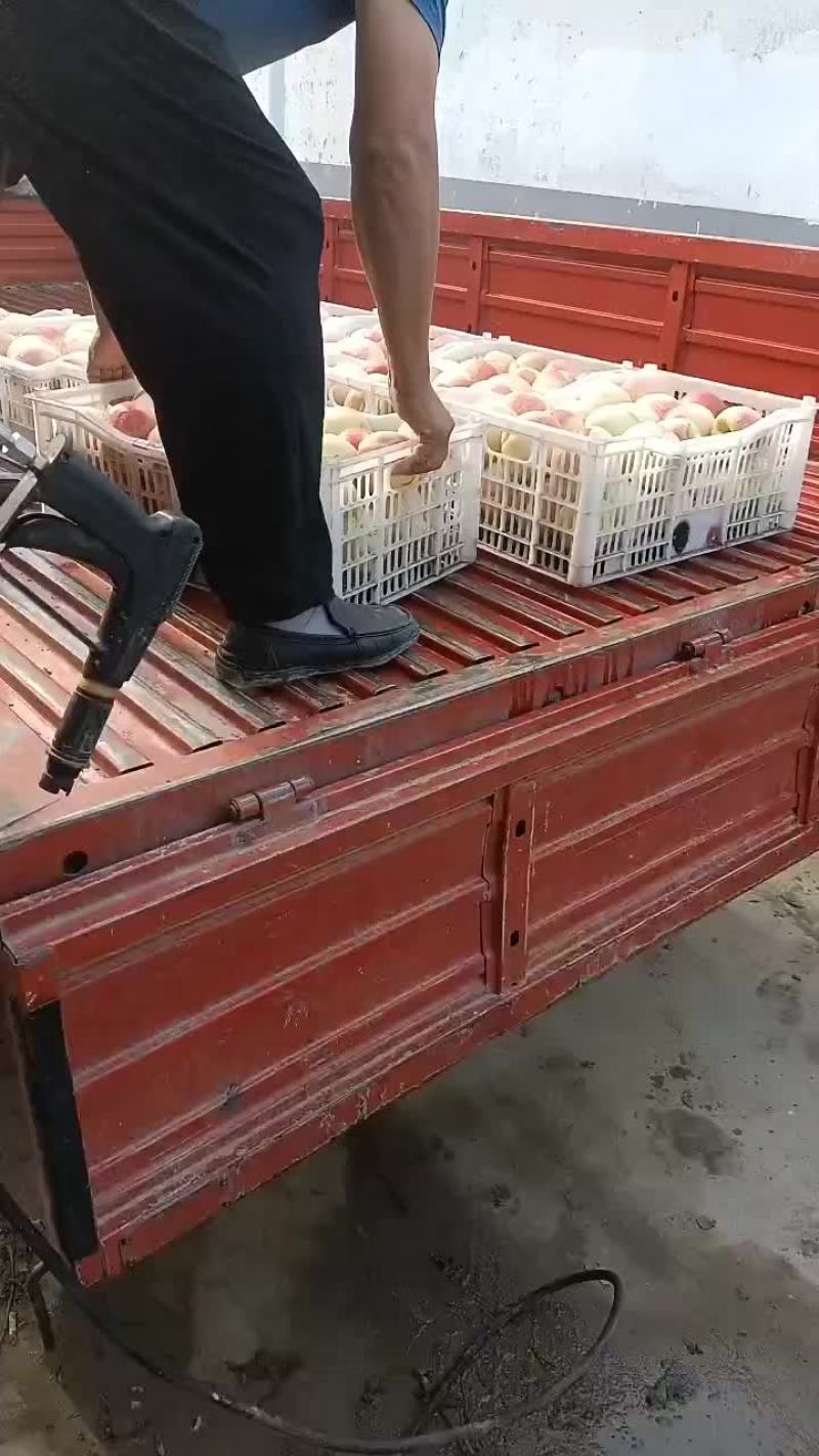 千亩桃园基地永连蜜桃大量上市中有需要联系我哦，秋丽桃离核