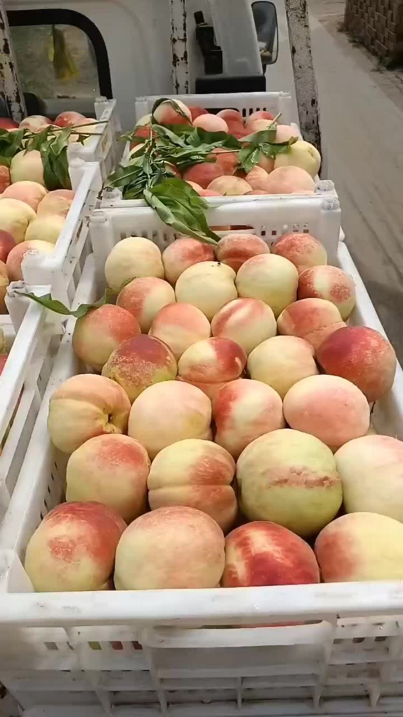 千亩桃园基地永连蜜桃大量上市中有需要联系我哦，秋丽桃离核