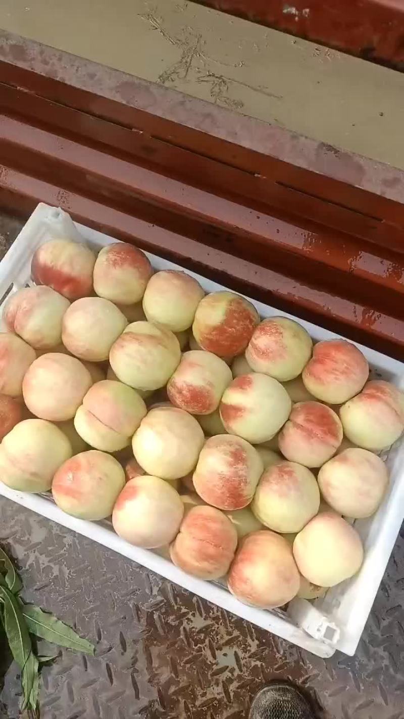 千亩桃园基地永连蜜桃大量上市中有需要联系我哦，秋丽桃离核