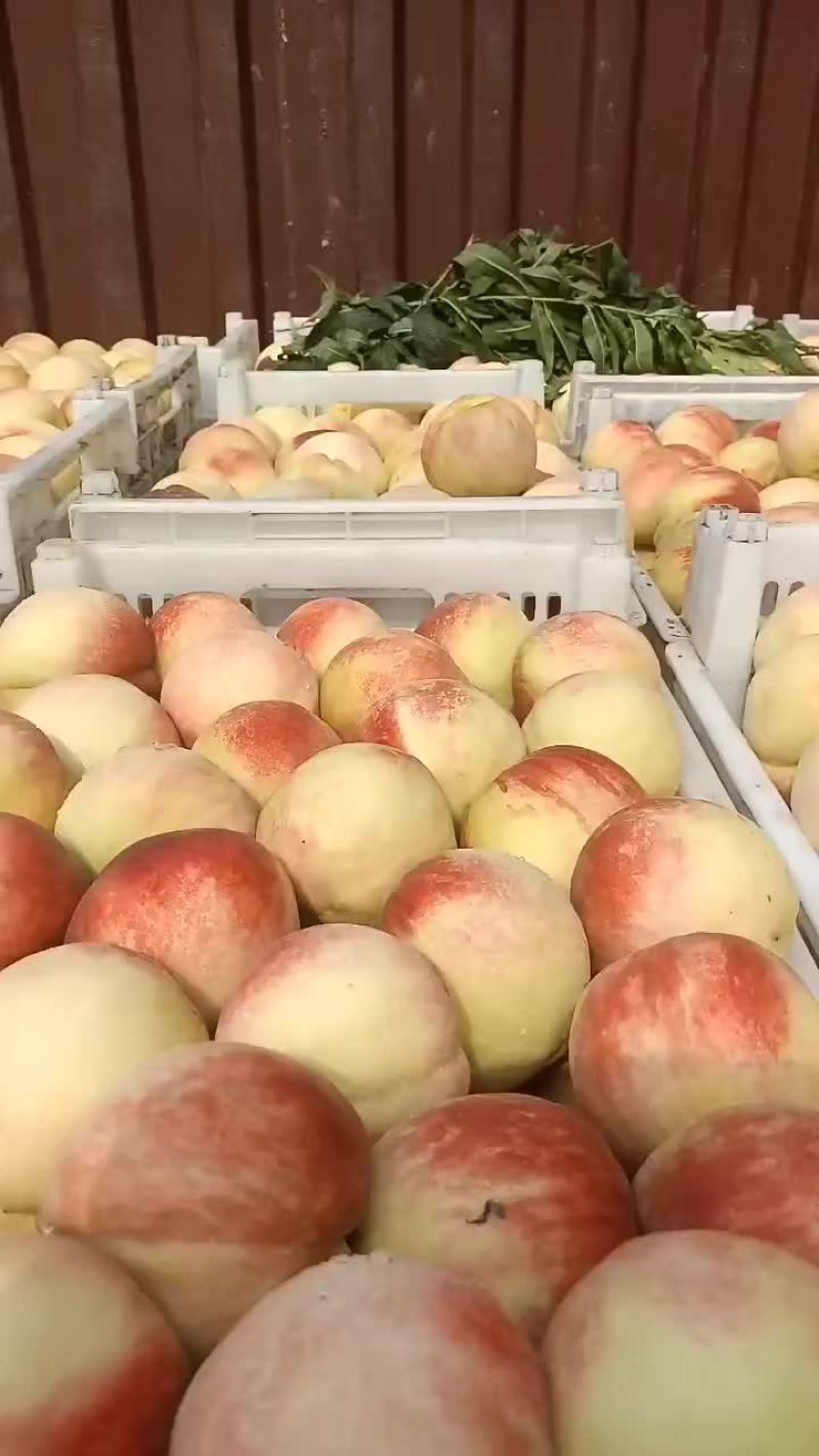 千亩桃园基地永连蜜桃大量上市中有需要联系我哦，秋丽桃离核