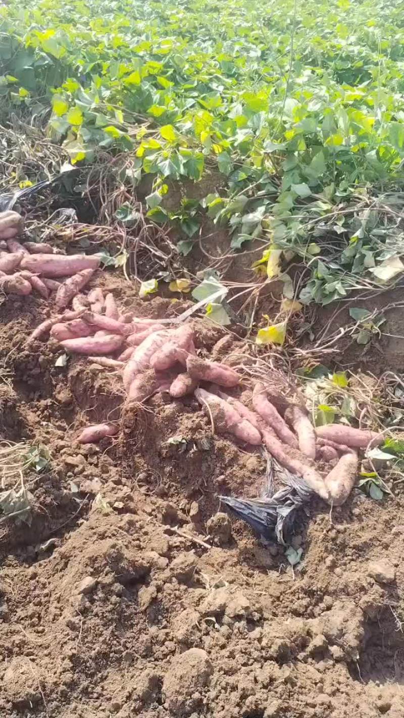 回健丰甜薯