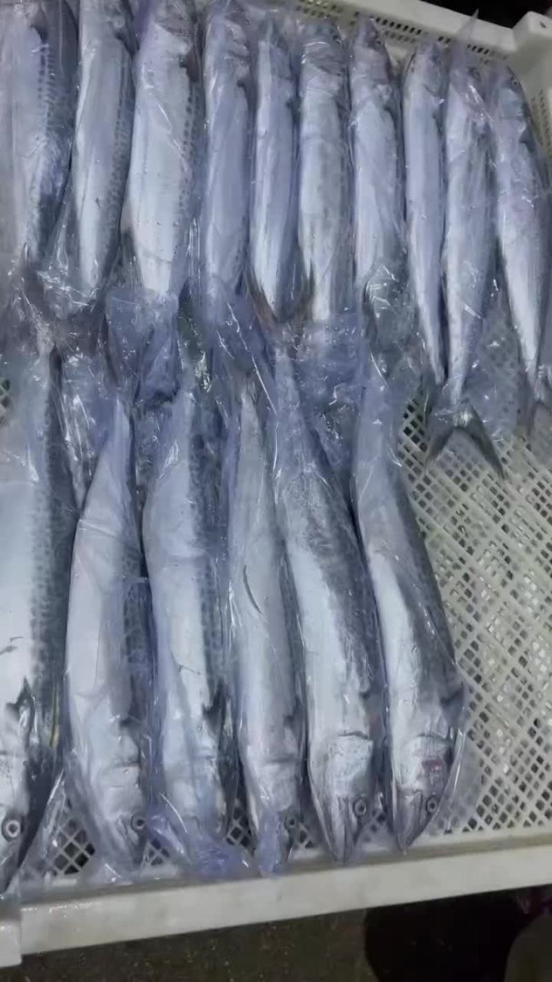 精品鲅鱼