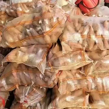 红薯加工厂货