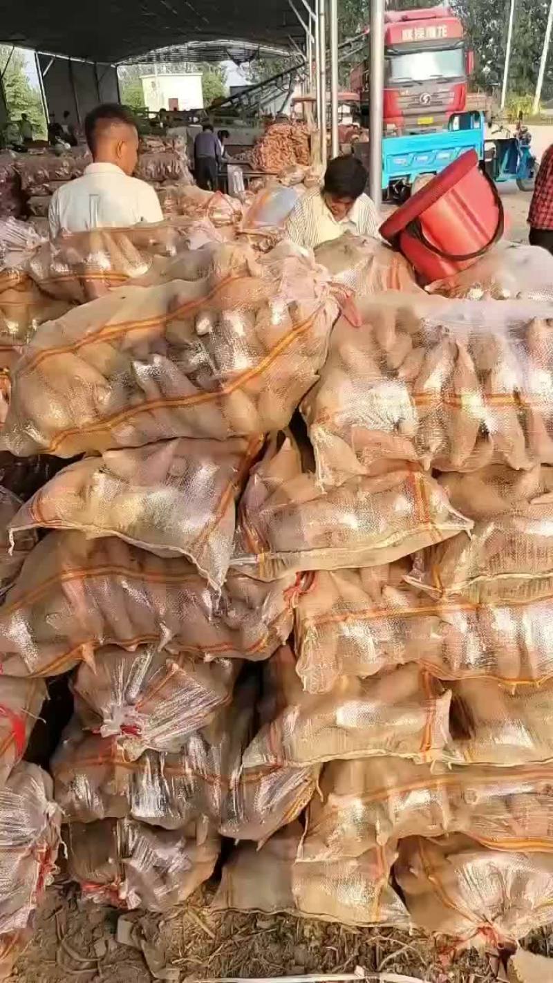 红薯加工厂货