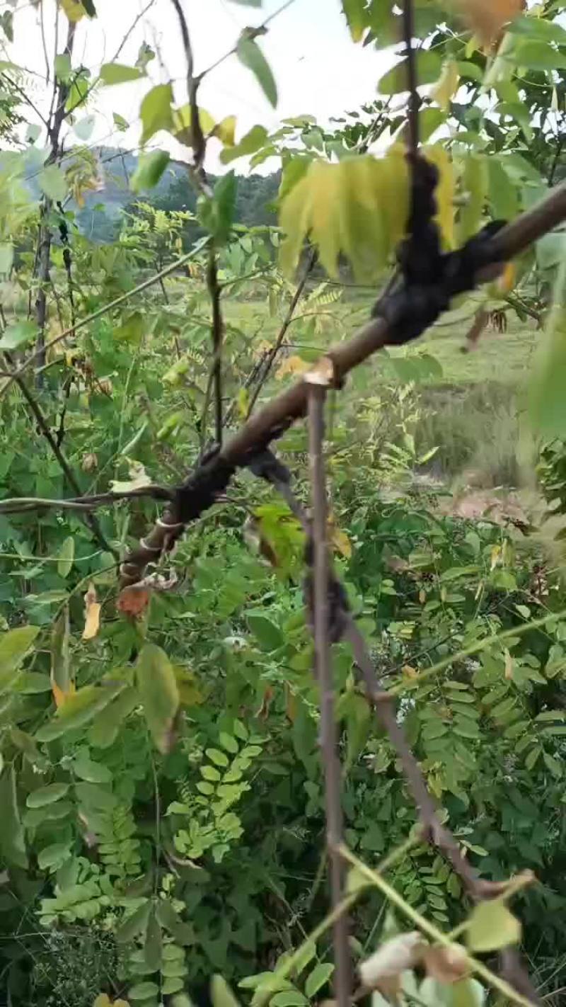 九香虫