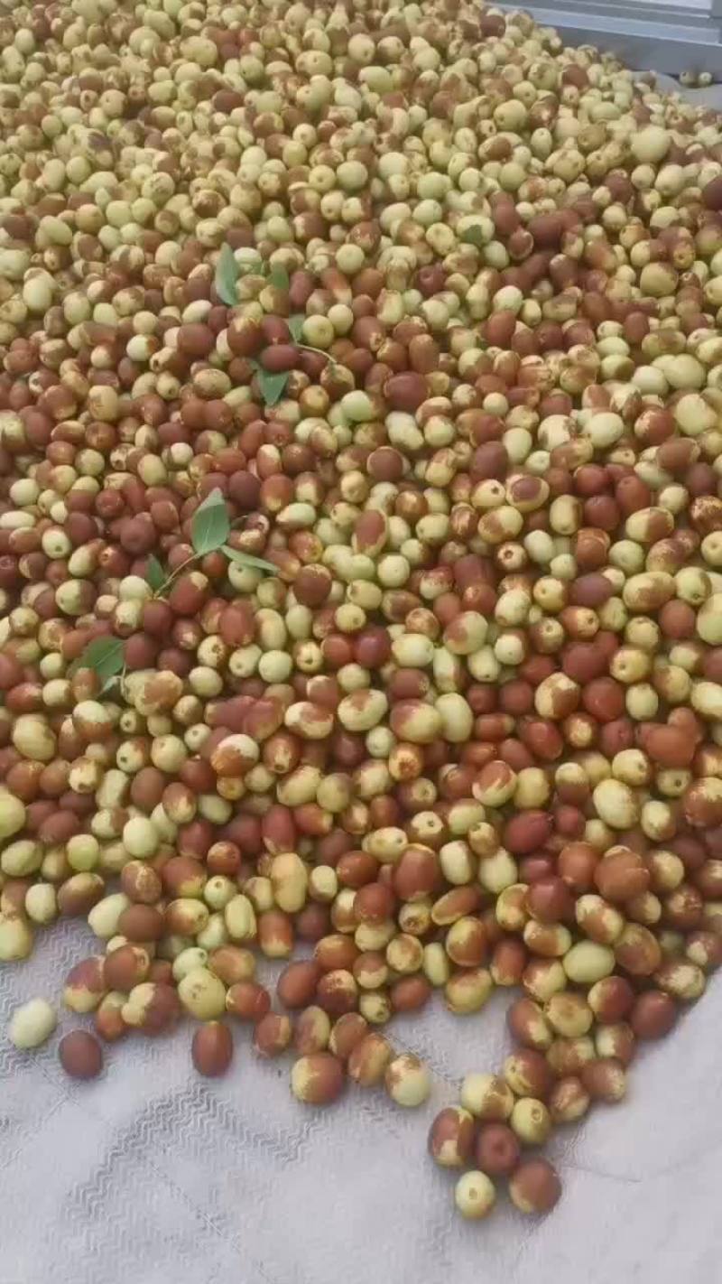 金丝小枣
