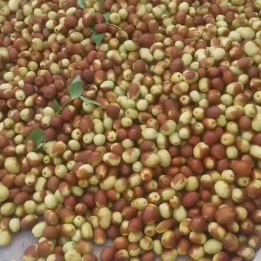 金丝小枣