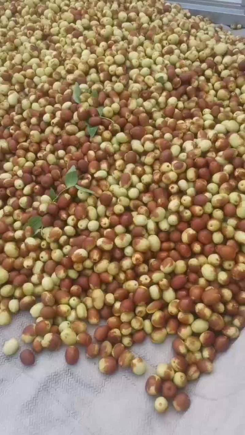金丝小枣