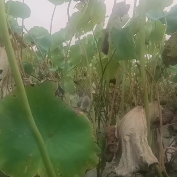 天然无公害蔬菜莲藕