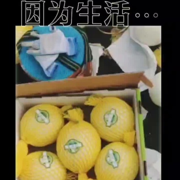 河北省衡水市饶阳县，现在，玉姑，甜瓜大量上市，有要的联系