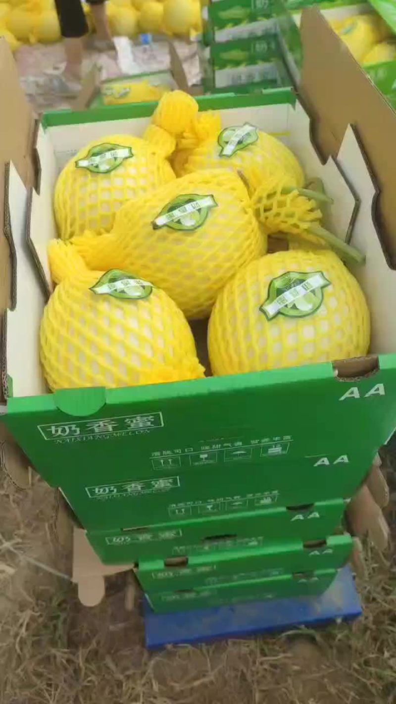 河北省衡水市饶阳县，现在，玉姑，甜瓜大量上市，有要的联系