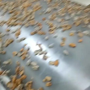 单冻贻贝肉