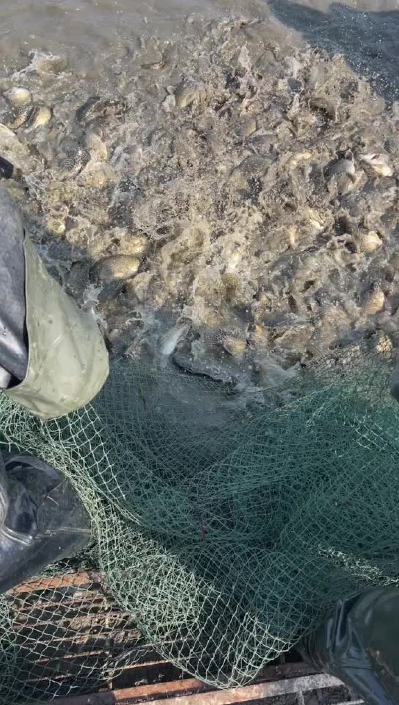 翘嘴鳜统货路亚转供