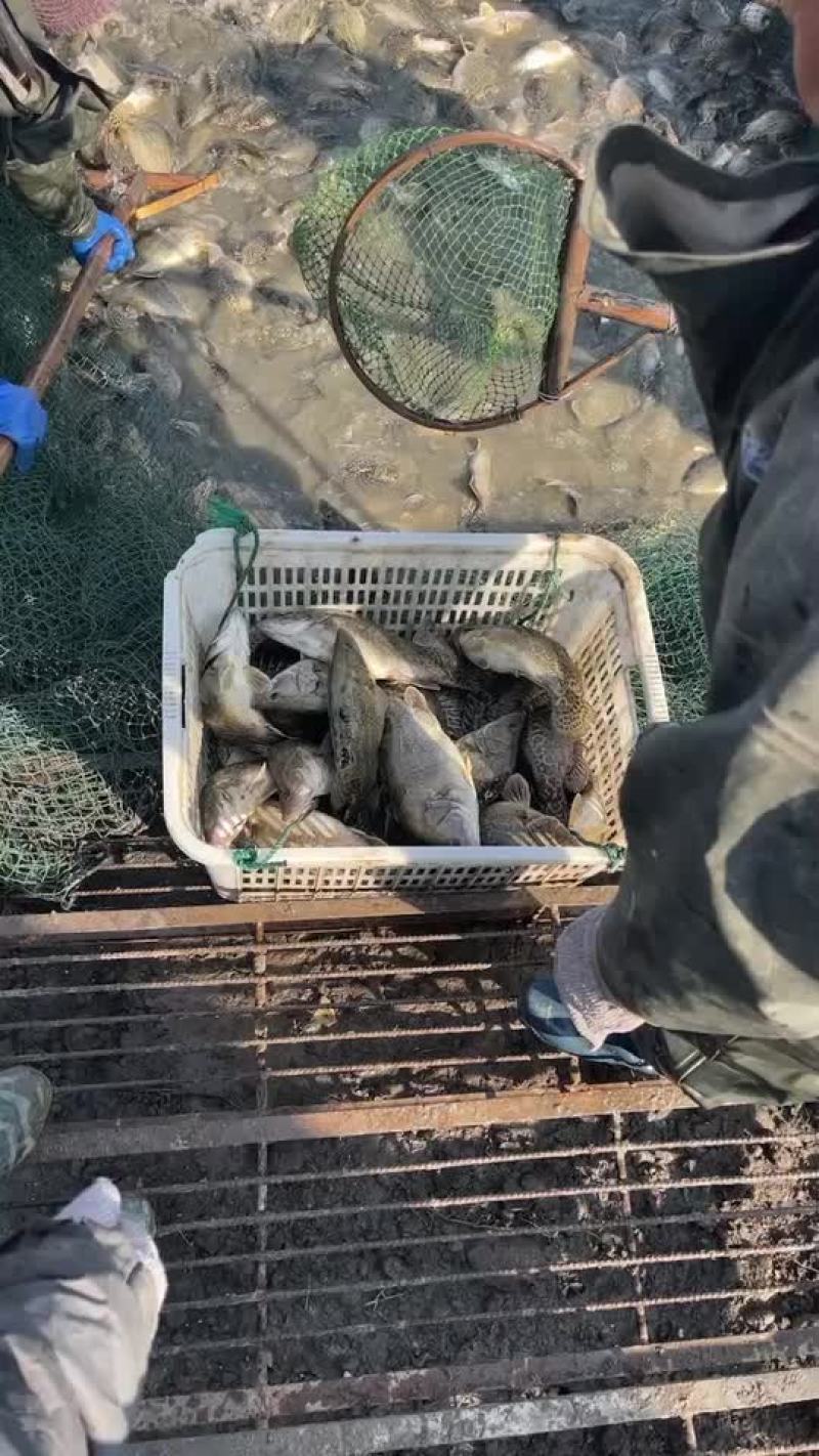 翘嘴鳜统货路亚转供
