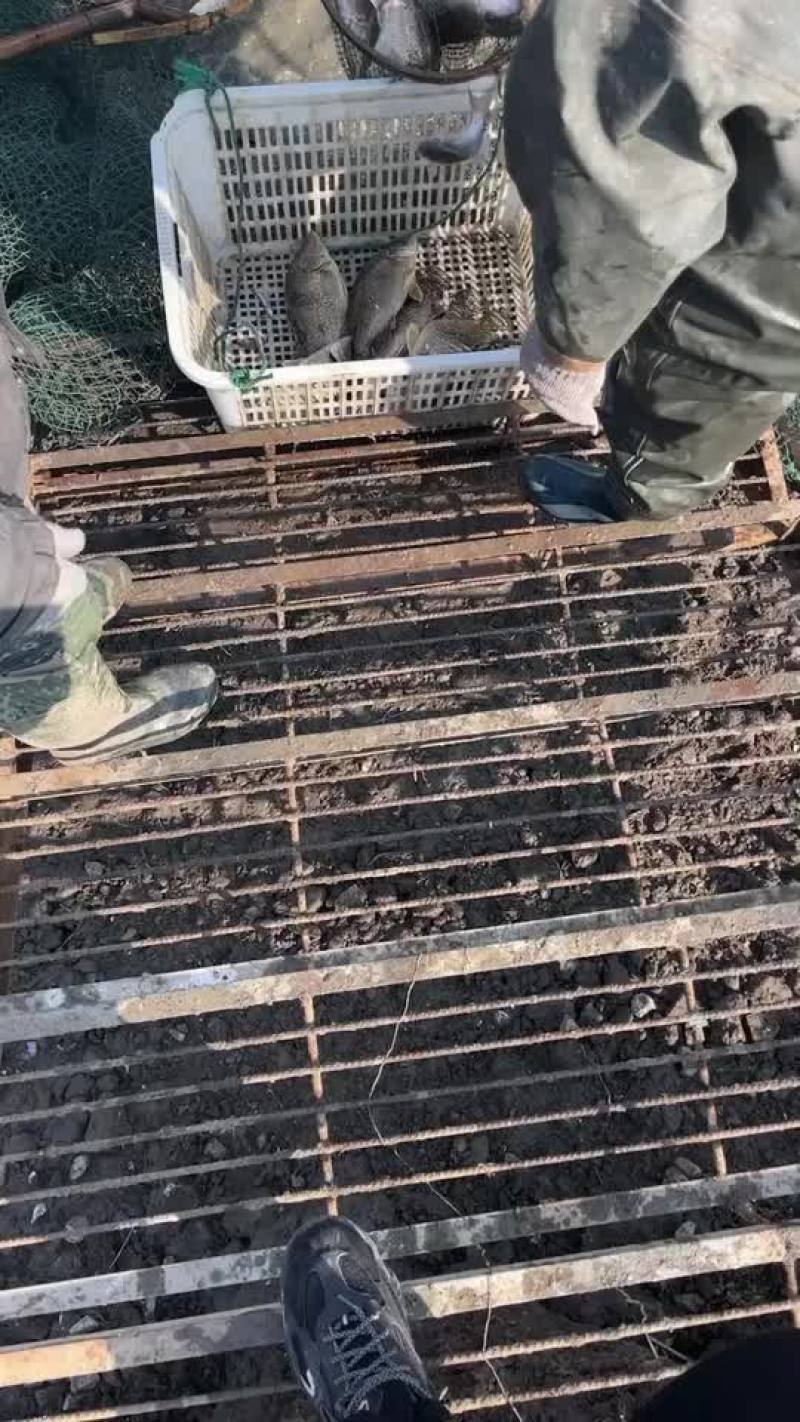 翘嘴鳜统货路亚转供
