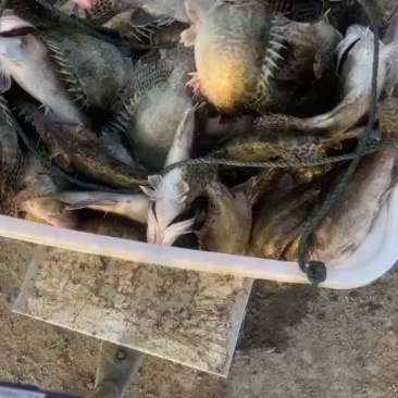 翘嘴鳜统货路亚转供
