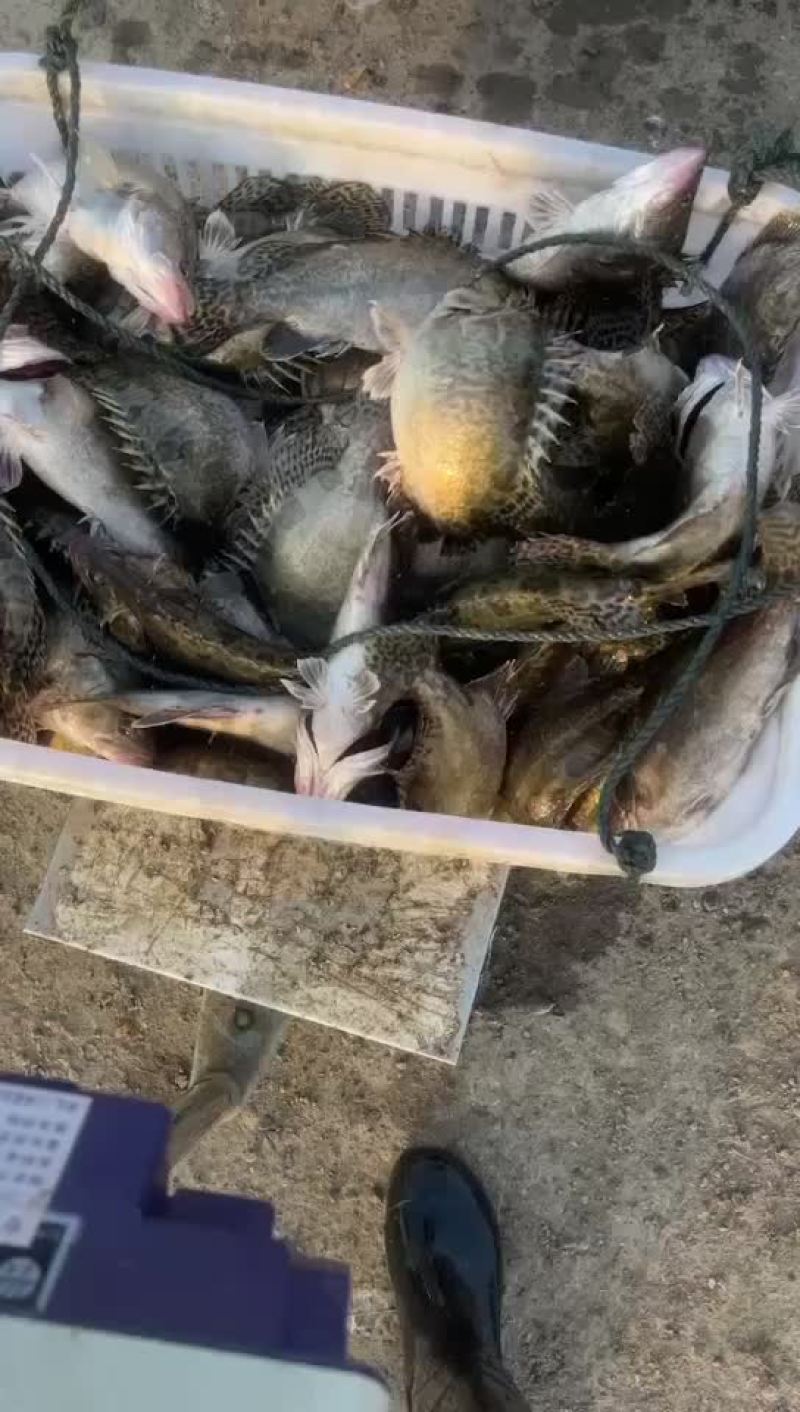 翘嘴鳜统货路亚转供